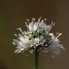 Cephalaria retrosetosa image