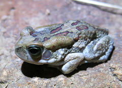 Sclerophrys garmani