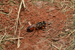 Sphex dorsalis