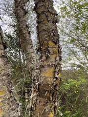 Heteromorpha arborescens