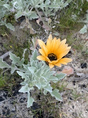 Arctotis stoechadifolia