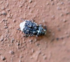 Dissoleucas niveirostris