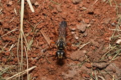 Sphex dorsalis