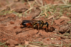 Sphex dorsalis