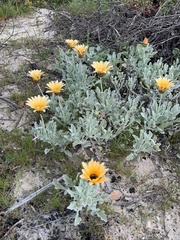 Arctotis stoechadifolia