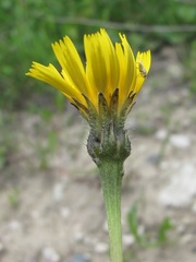 Leontodon caucasicus