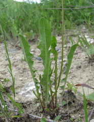 Leontodon caucasicus