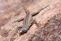 Soutpansberg Flat Lizard photo 2