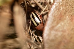 Disonycha leptolineata