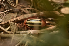 Disonycha leptolineata