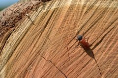 Bostrichus capucinus