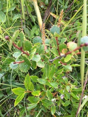 Betula nana