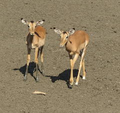 Aepyceros melampus melampus