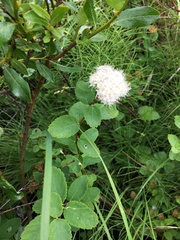 Spiraea stevenii