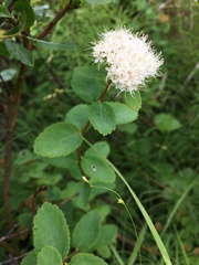 Spiraea stevenii