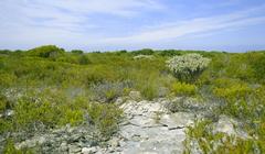 Aspalathus cliffortiifolia