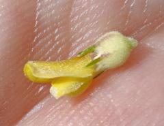 Aspalathus cliffortiifolia