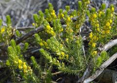 Aspalathus cliffortiifolia