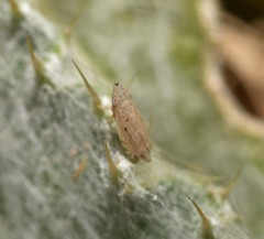 Flexamia