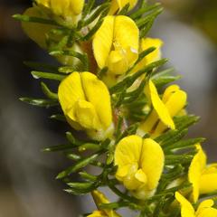 Aspalathus cliffortiifolia