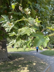 Platanus