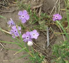 Phlox glabriflora