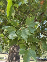 Platanus