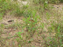 Acraea neobule