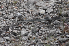 Masticophis taeniatus girardi