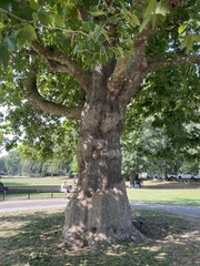 Platanus