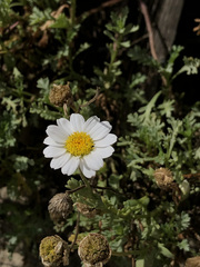 Anthemis maritima