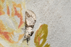 Furcula scolopendrina