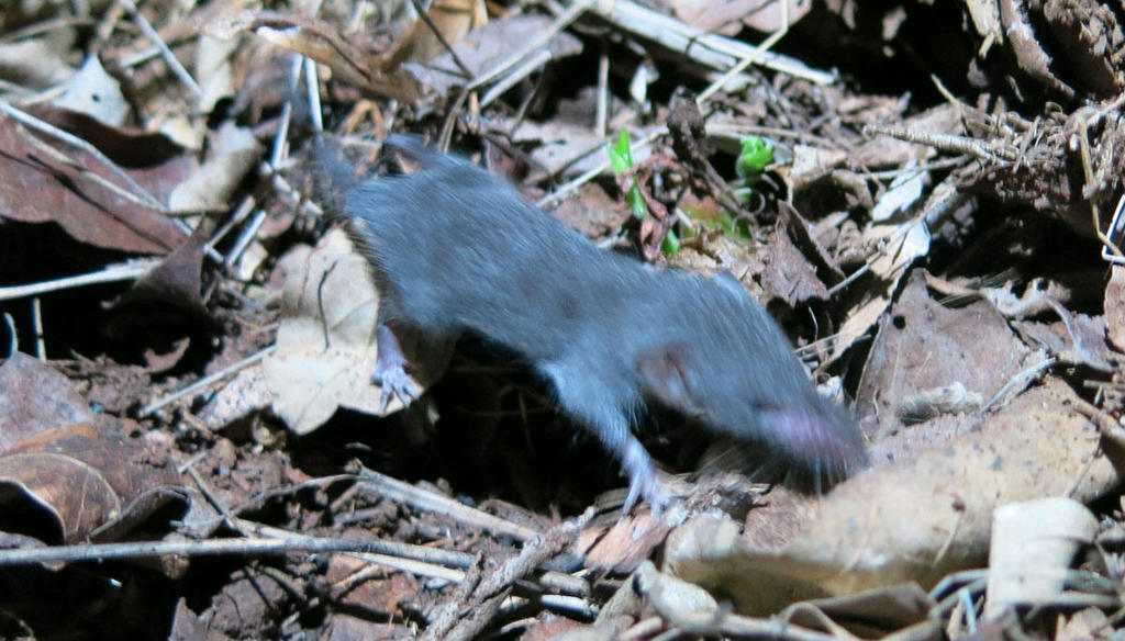 Greater Dwarf Shrew