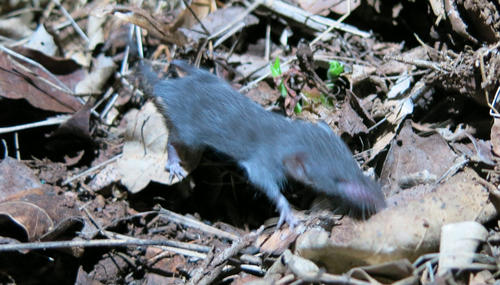 Greater Dwarf Shrew (Suncus lixa) — Least Concern Mammalia