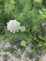 Ammi majus