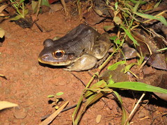 Leptodactylus knudseni