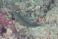 Pseudochromis bitaeniatus