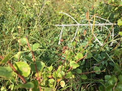 Betula nana