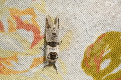 Furcula scolopendrina