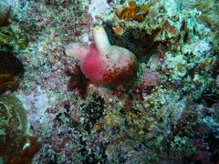 Ascidia incrassata