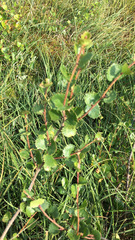 Betula nana