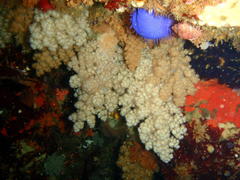 Eunephthya thyrsoidea