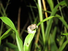 Dendropsophus acreanus