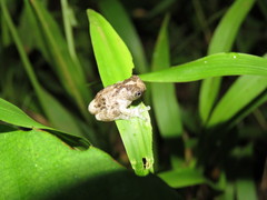 Dendropsophus acreanus