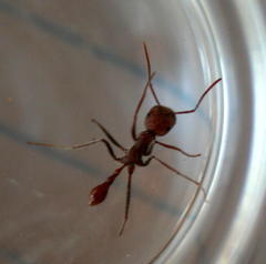 Ocymyrmex