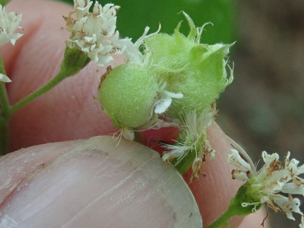 Boneset Flower Gall Midge