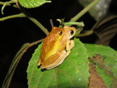 Lesser Treefrog photo 4