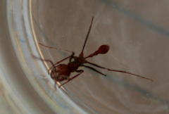 Ocymyrmex