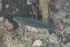 Pseudochromis bitaeniatus