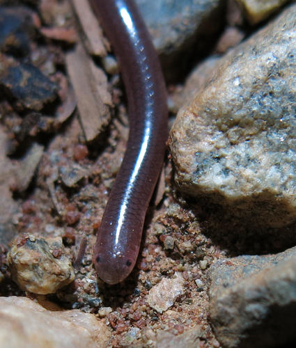 Long-tailed Thread Snake